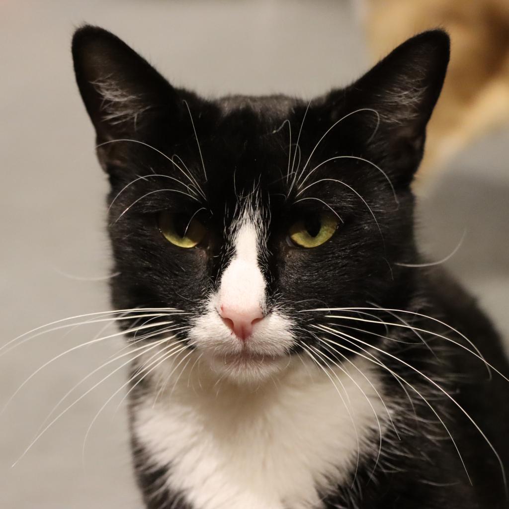 Jane Bond — thumbnail 2