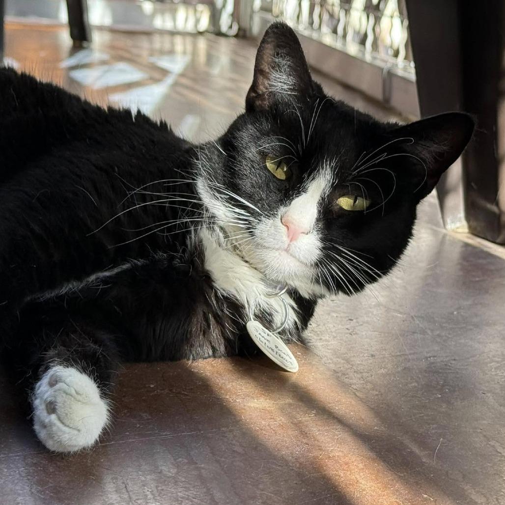 Jane Bond — thumbnail 6