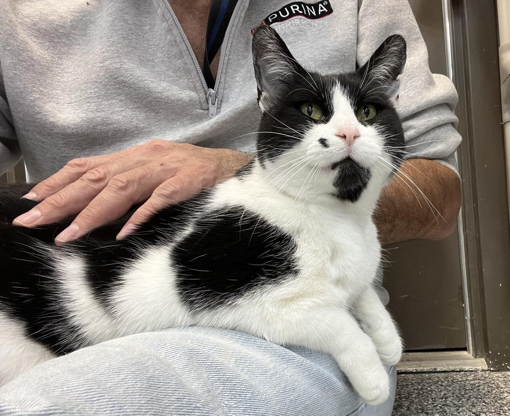 Enlarge Mabelline, a ADOPTABLE American Shorthair in Dunkirk, NY image 1/1
