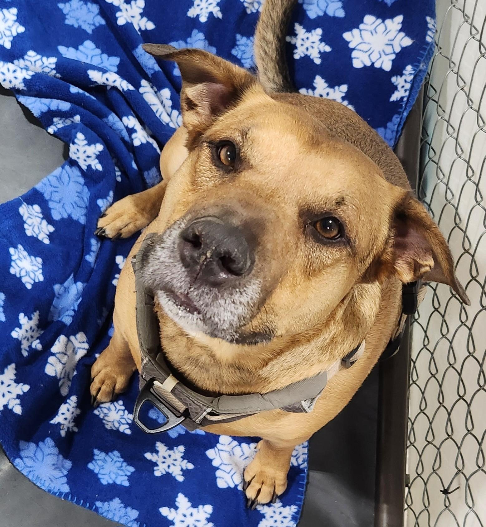 Axel, adopted, Adult Male Australian Cattle Dog / Blue Heeler.