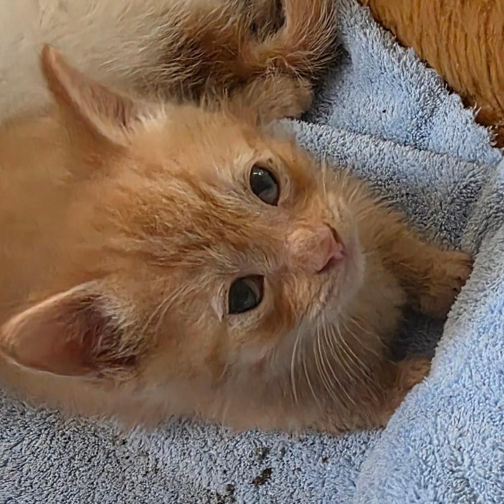 Cooper, Adoptable, Kitten Male Domestic Short Hair.