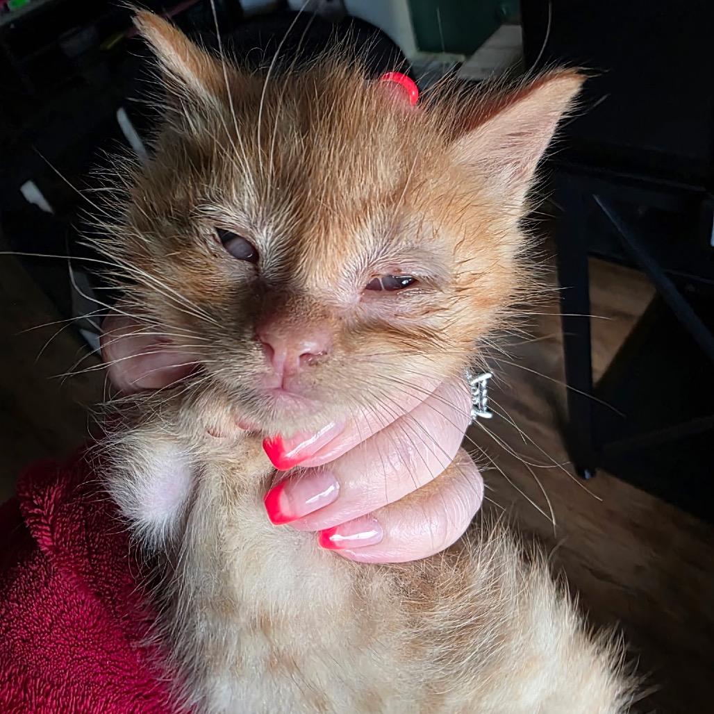 Enlarge Cooper, a Adoptable Domestic Short Hair in Hammonton, NJ image 2/4