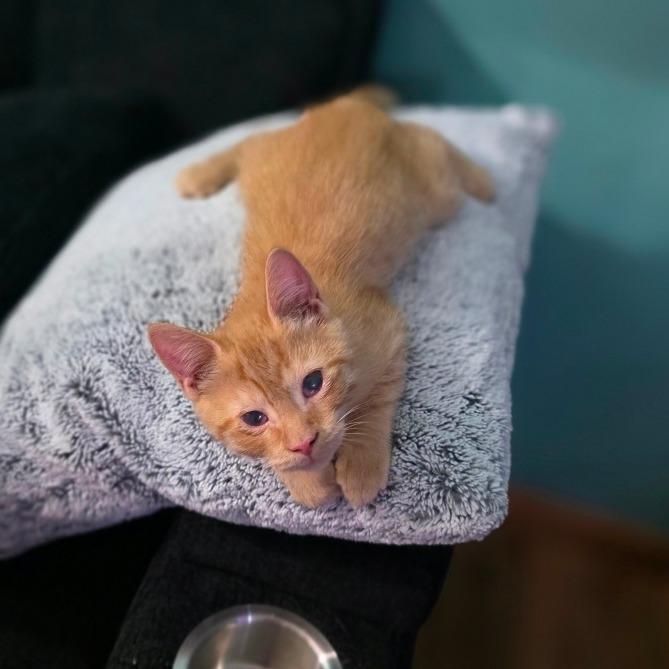 Enlarge Cooper, a Adoptable Domestic Short Hair in Hammonton, NJ image 3/4