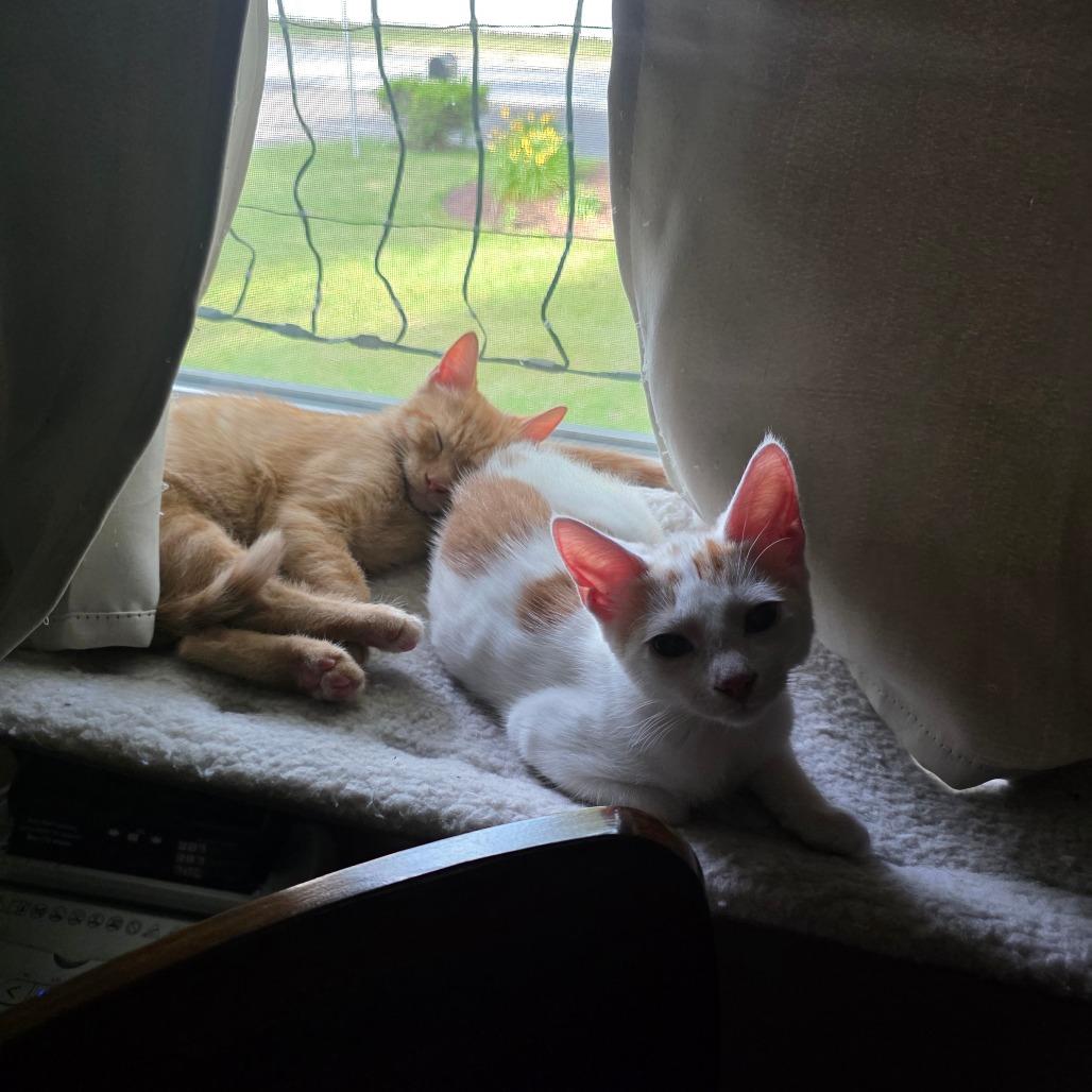 Enlarge Cooper, a Adoptable Domestic Short Hair in Hammonton, NJ image 4/4
