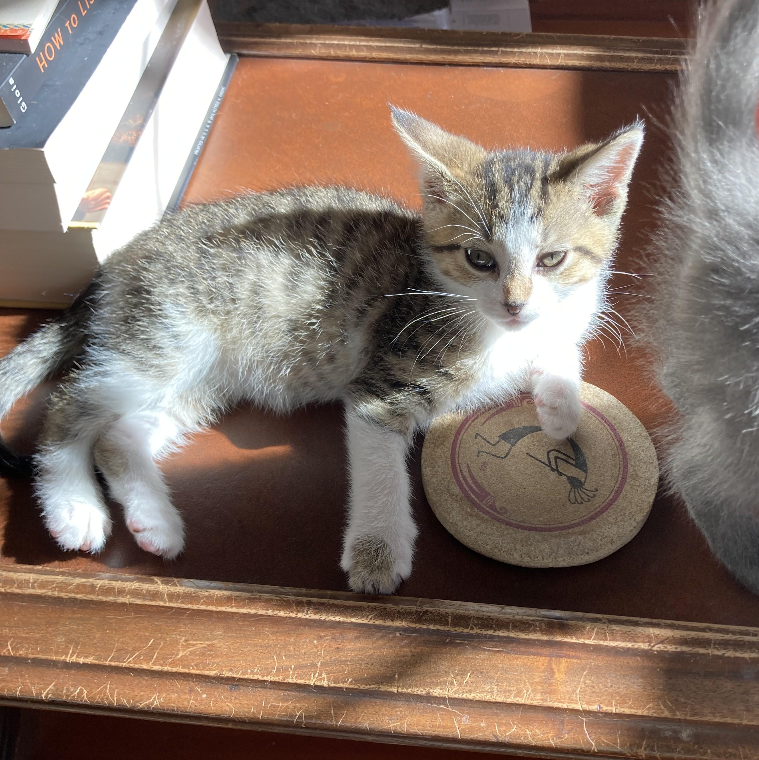 Enlarge Smudge and Shadow, a Adoptable Domestic Short Hair in Knoxville, TN image 5/5