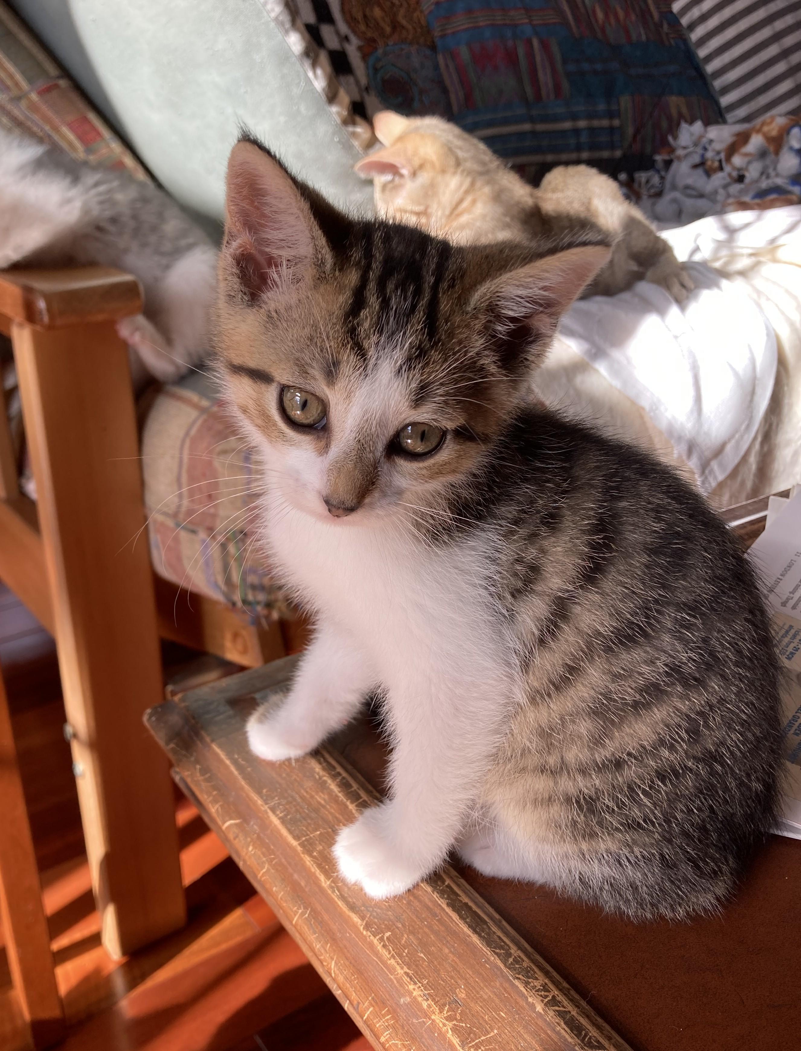 Enlarge Smudge and Shadow, a Adoptable Domestic Short Hair in Knoxville, TN image 1/5