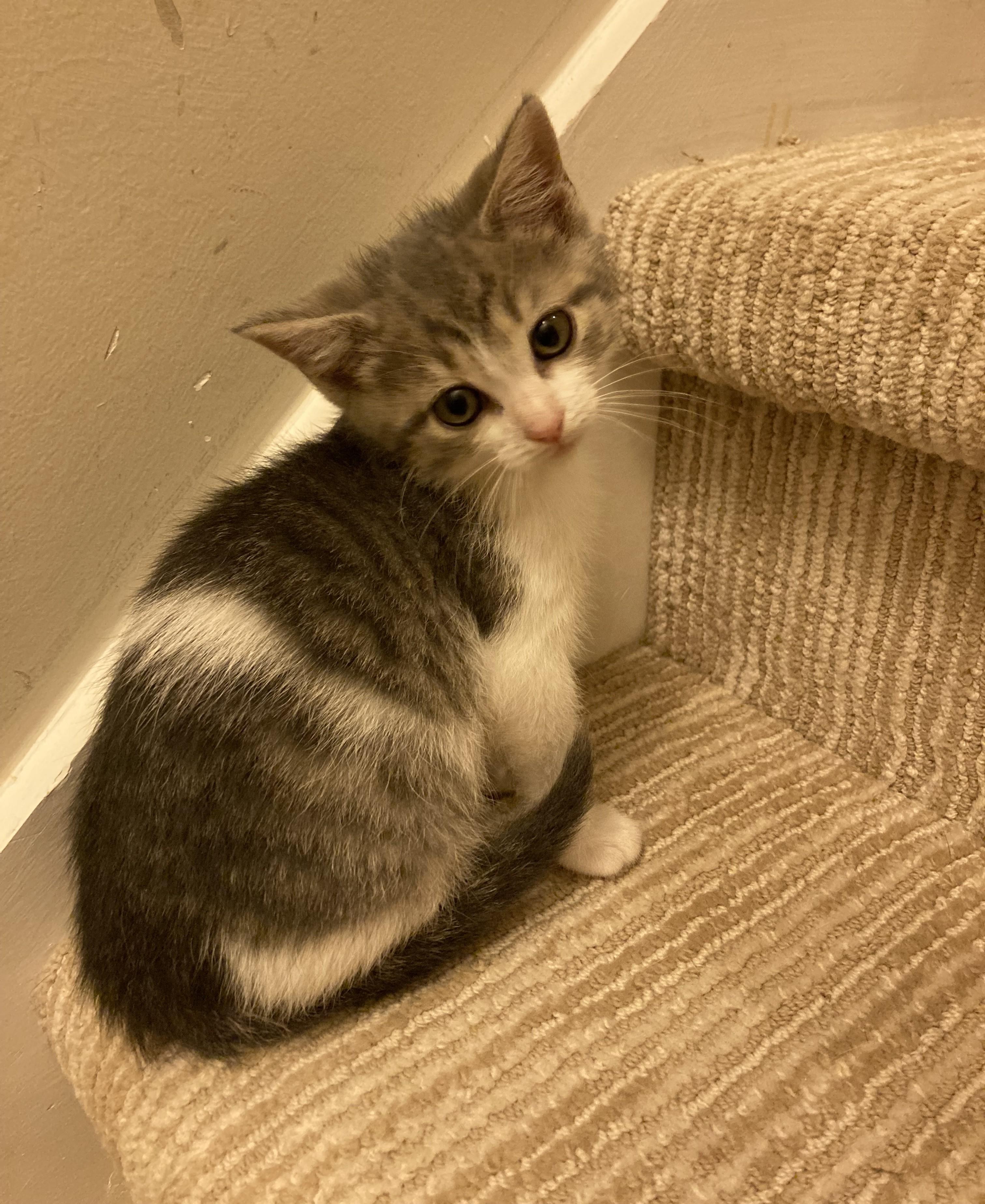 Enlarge Smudge and Shadow, a Adoptable Domestic Short Hair in Knoxville, TN image 4/5