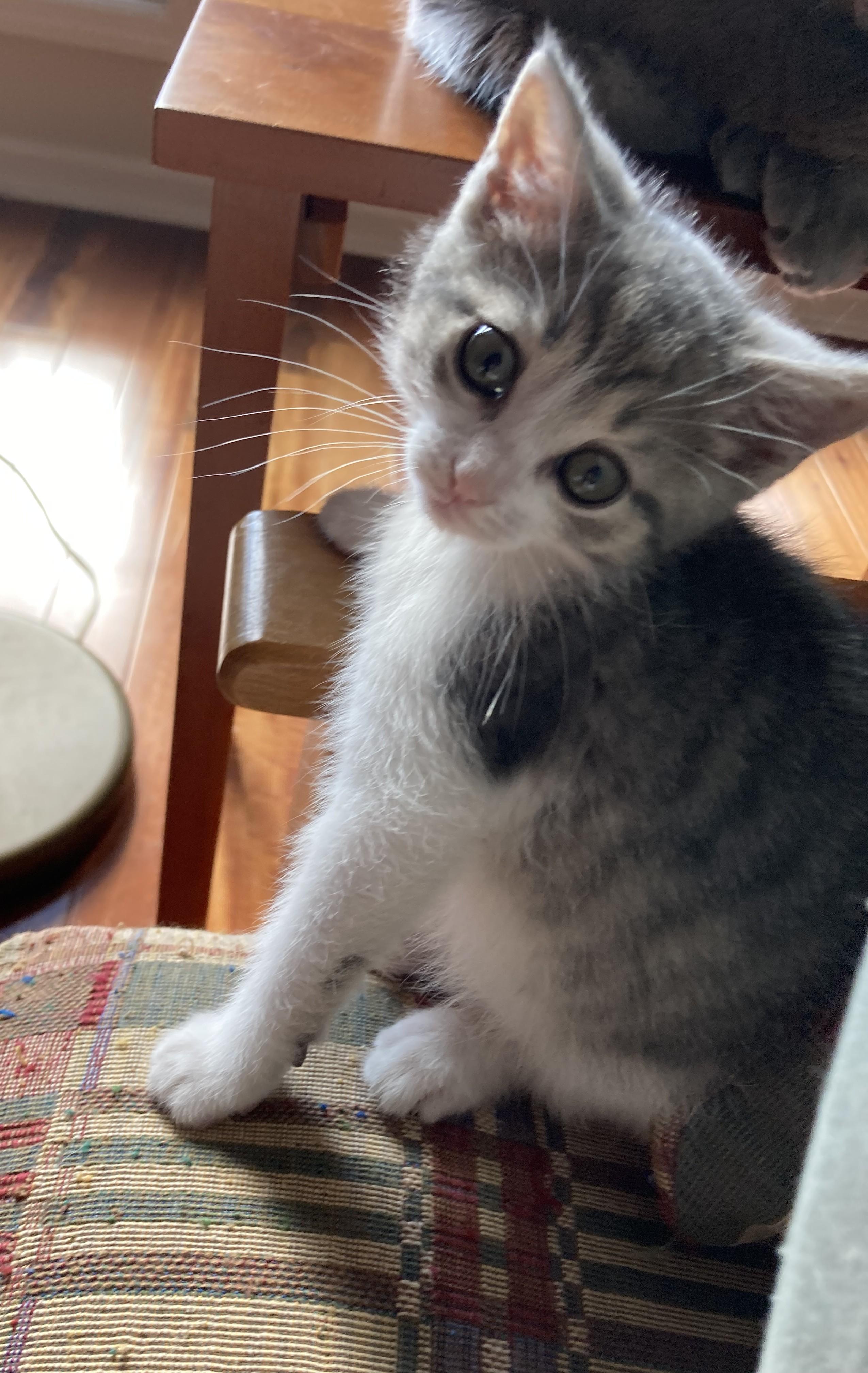 Enlarge Smudge and Shadow, a Adoptable Domestic Short Hair in Knoxville, TN image 2/5