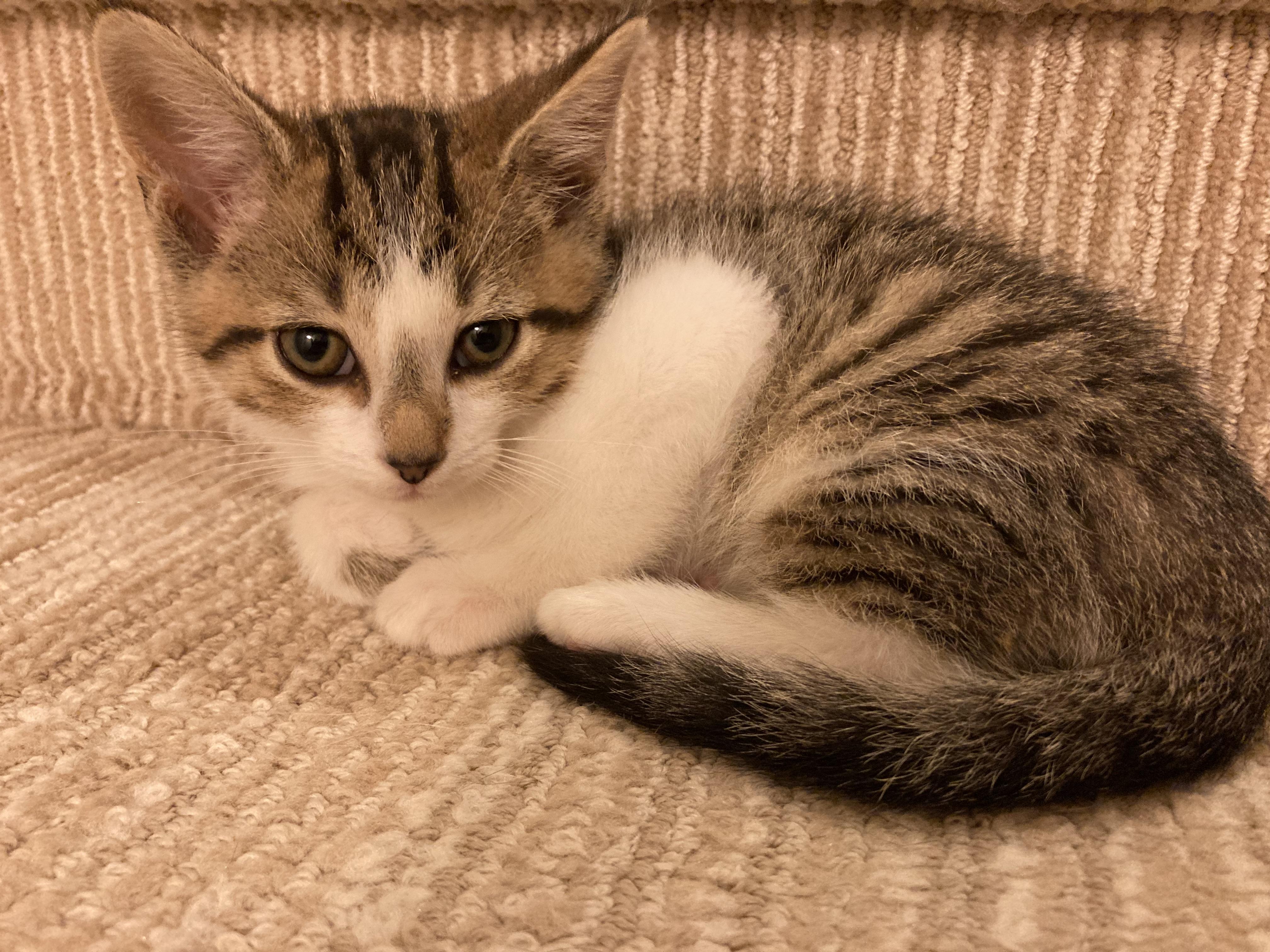 Enlarge Smudge and Shadow, a Adoptable Domestic Short Hair in Knoxville, TN image 3/5