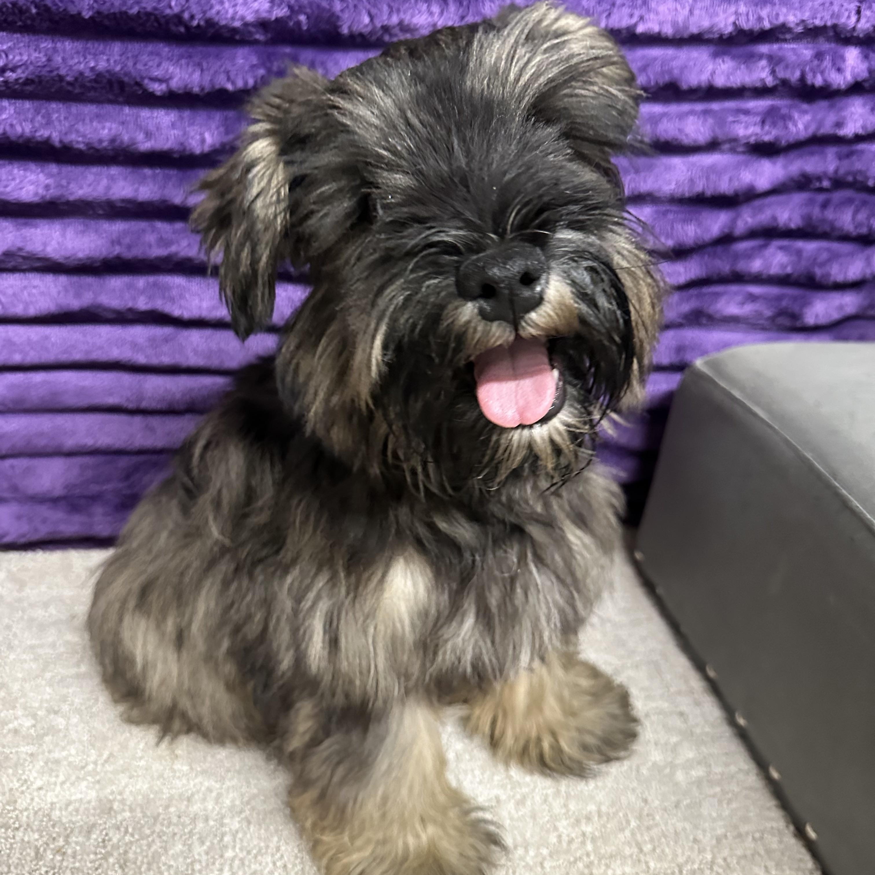 Acorn-Foster Home Needed