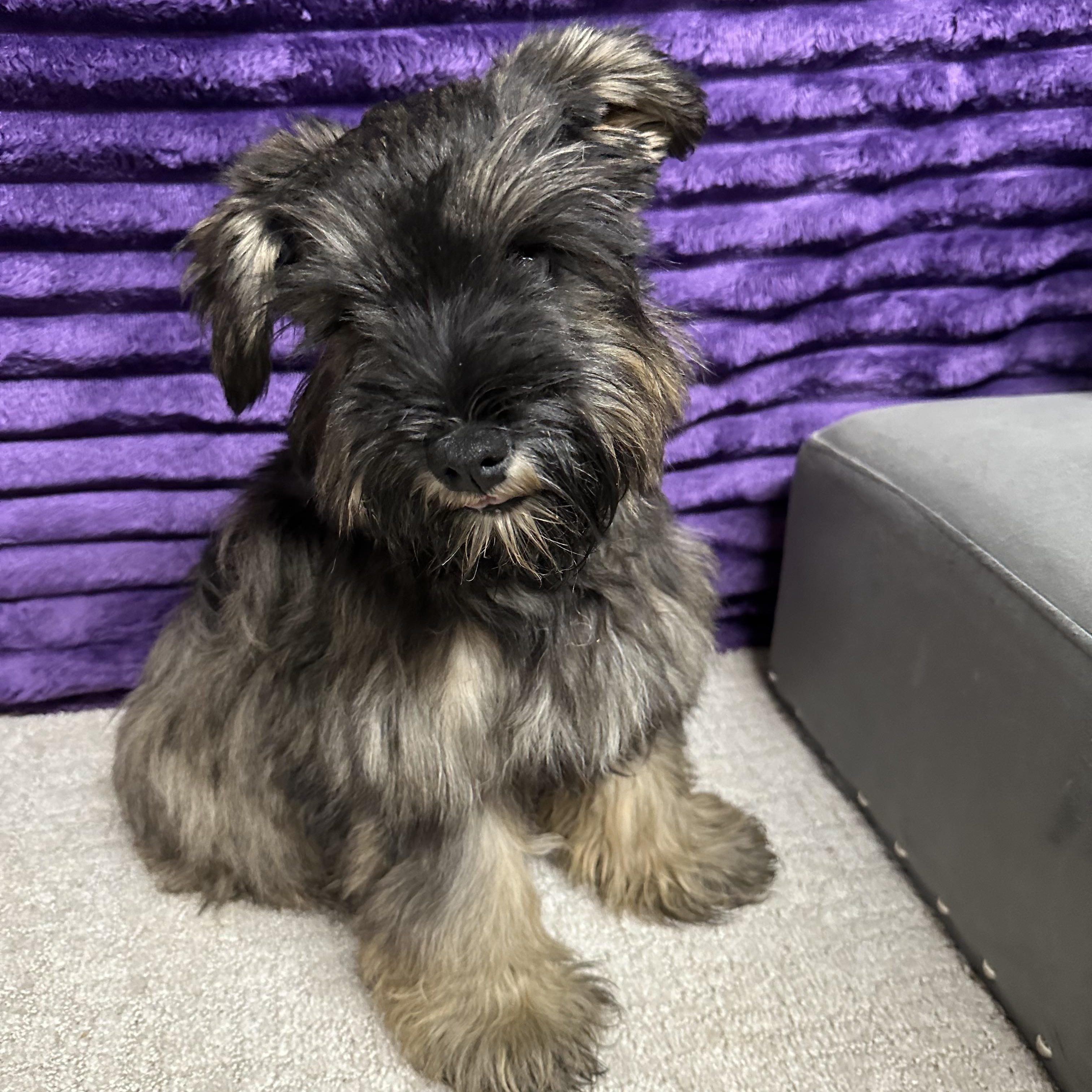 Acorn-Foster Home Needed