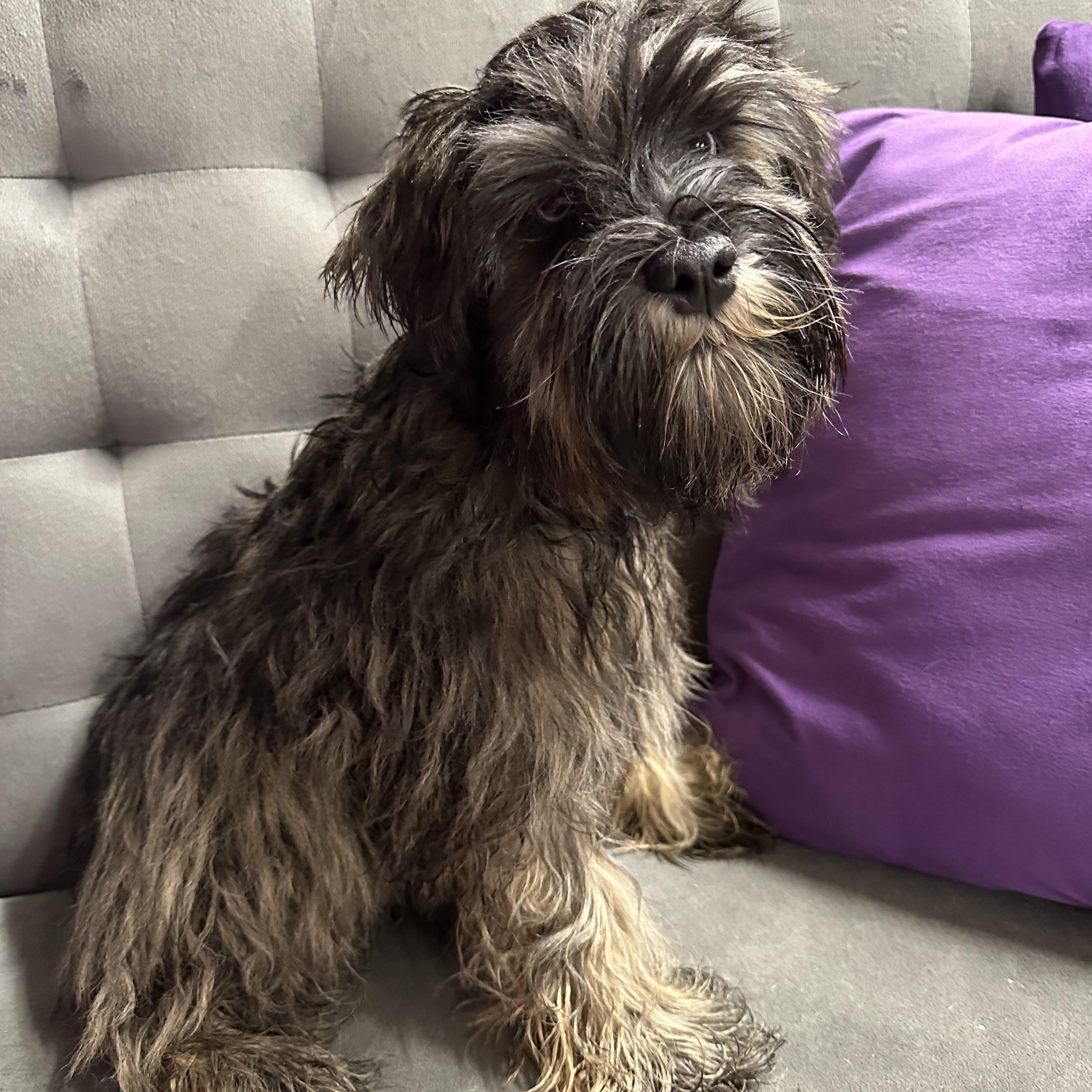 Acorn-Foster Home Needed