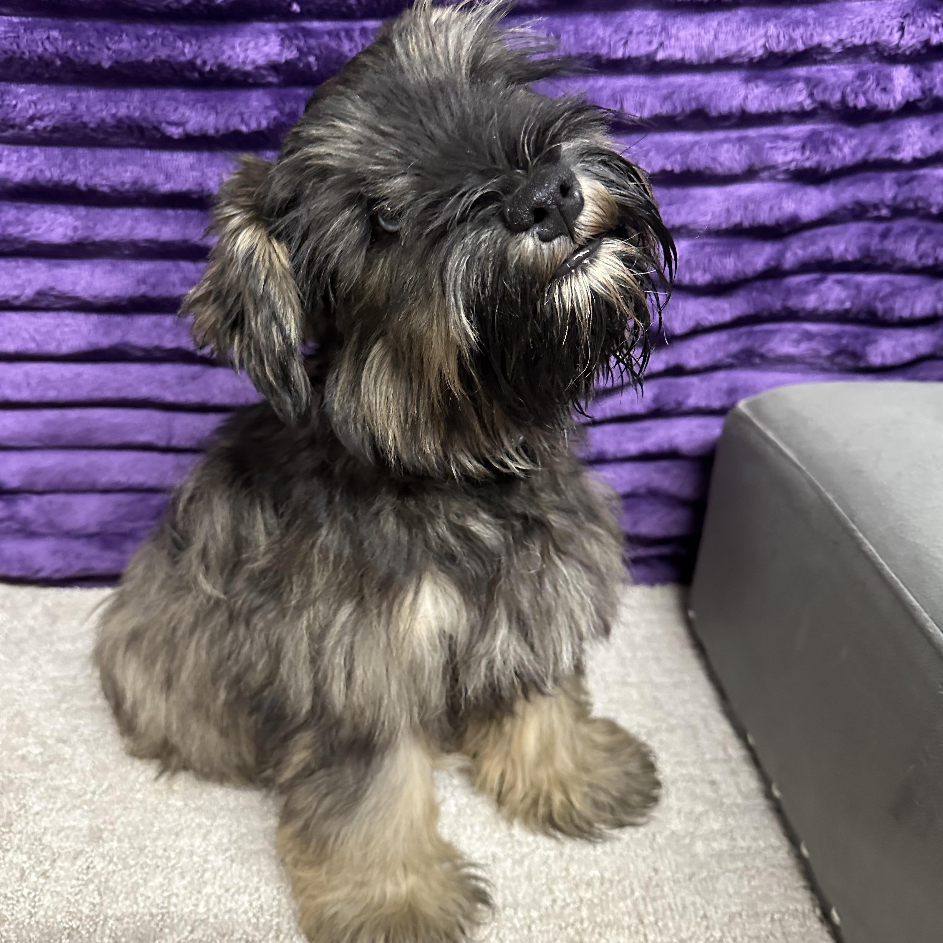 Acorn-Foster Home Needed