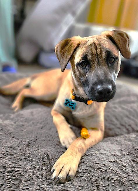 Kendall, Adoptable, Adult Female Shepherd.