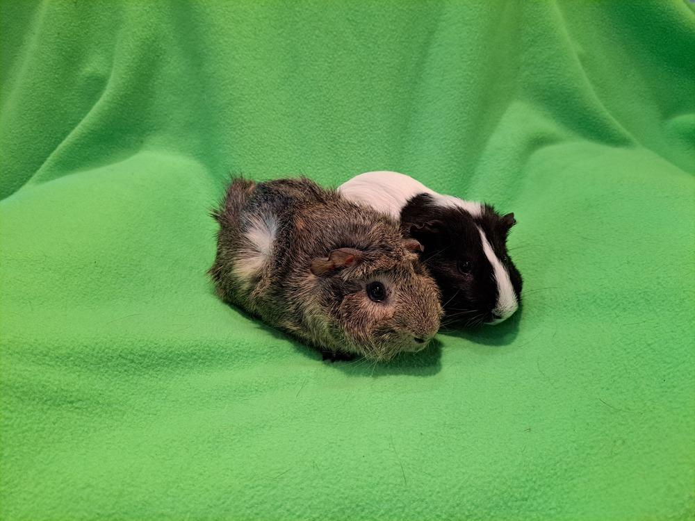 Felix and Oscar, Adoptable, Baby Male Guinea Pig & Guinea Pig.