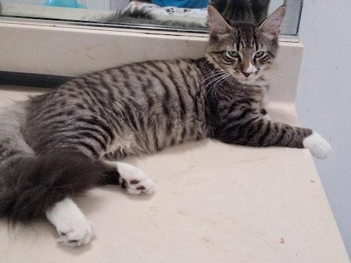 Zeus - PSD, Adopted, Young Male Domestic Short Hair.