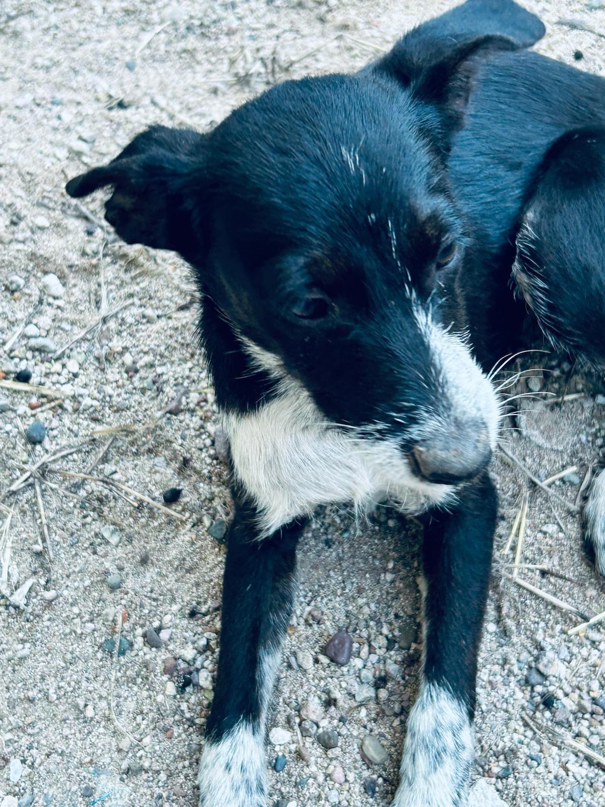 Enlarge Lulu, a Adoptable mixed breed in North Hollywood, CA image 2/5