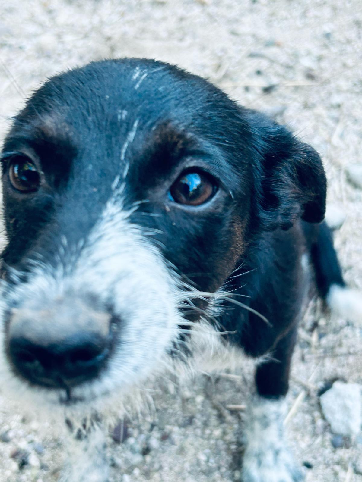 Lulu, Adoptable, Young Female Shepherd & Mixed Breed.
