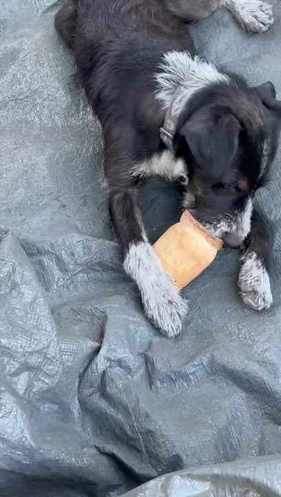 Enlarge Lulu, a Adoptable mixed breed in North Hollywood, CA video 5/5