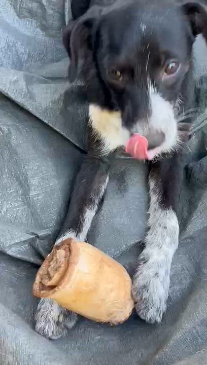 Enlarge Lulu, a Adoptable mixed breed in North Hollywood, CA video 3/5