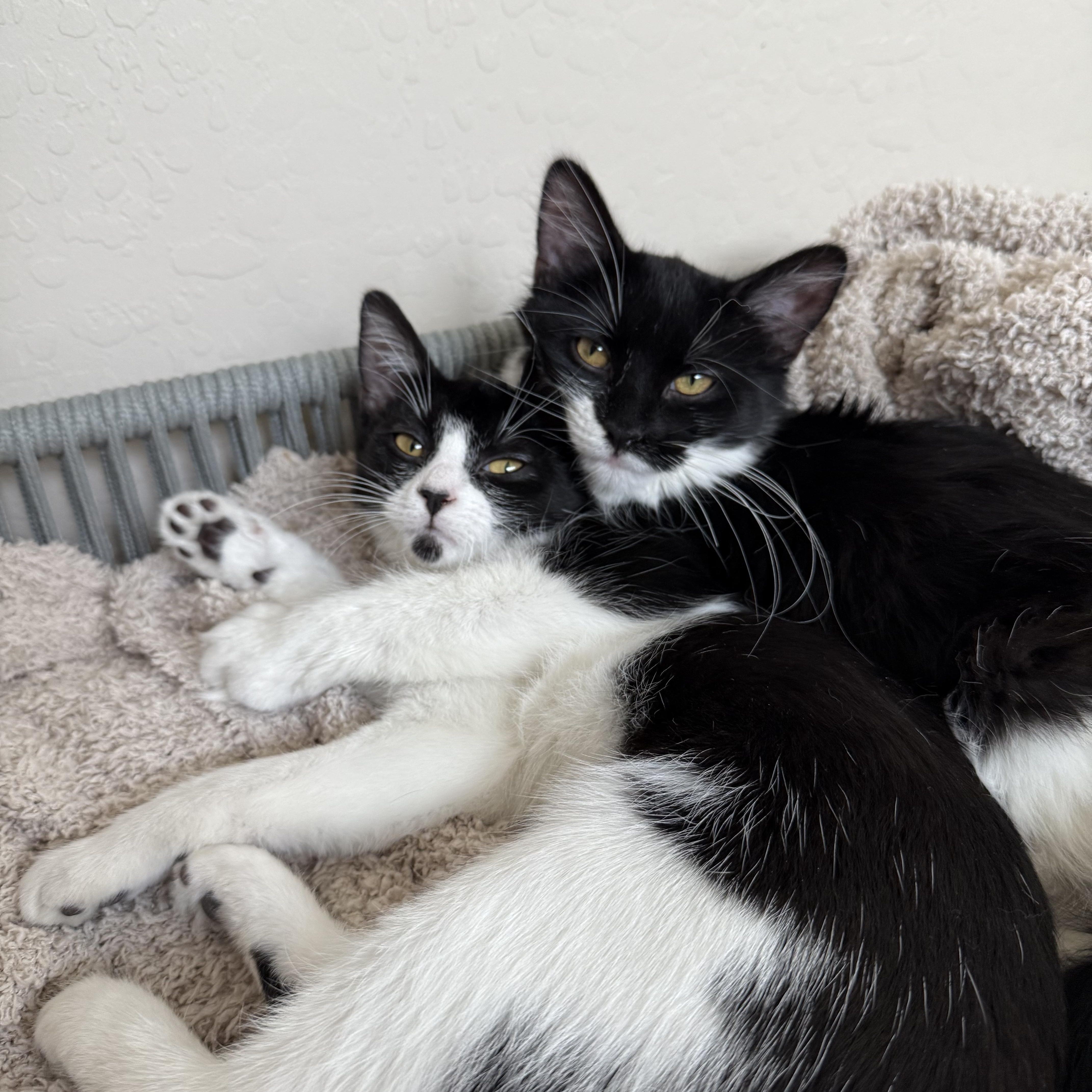 Enlarge Poppy, a ADOPTABLE Domestic Medium Hair in queen creek, AZ image 2/5