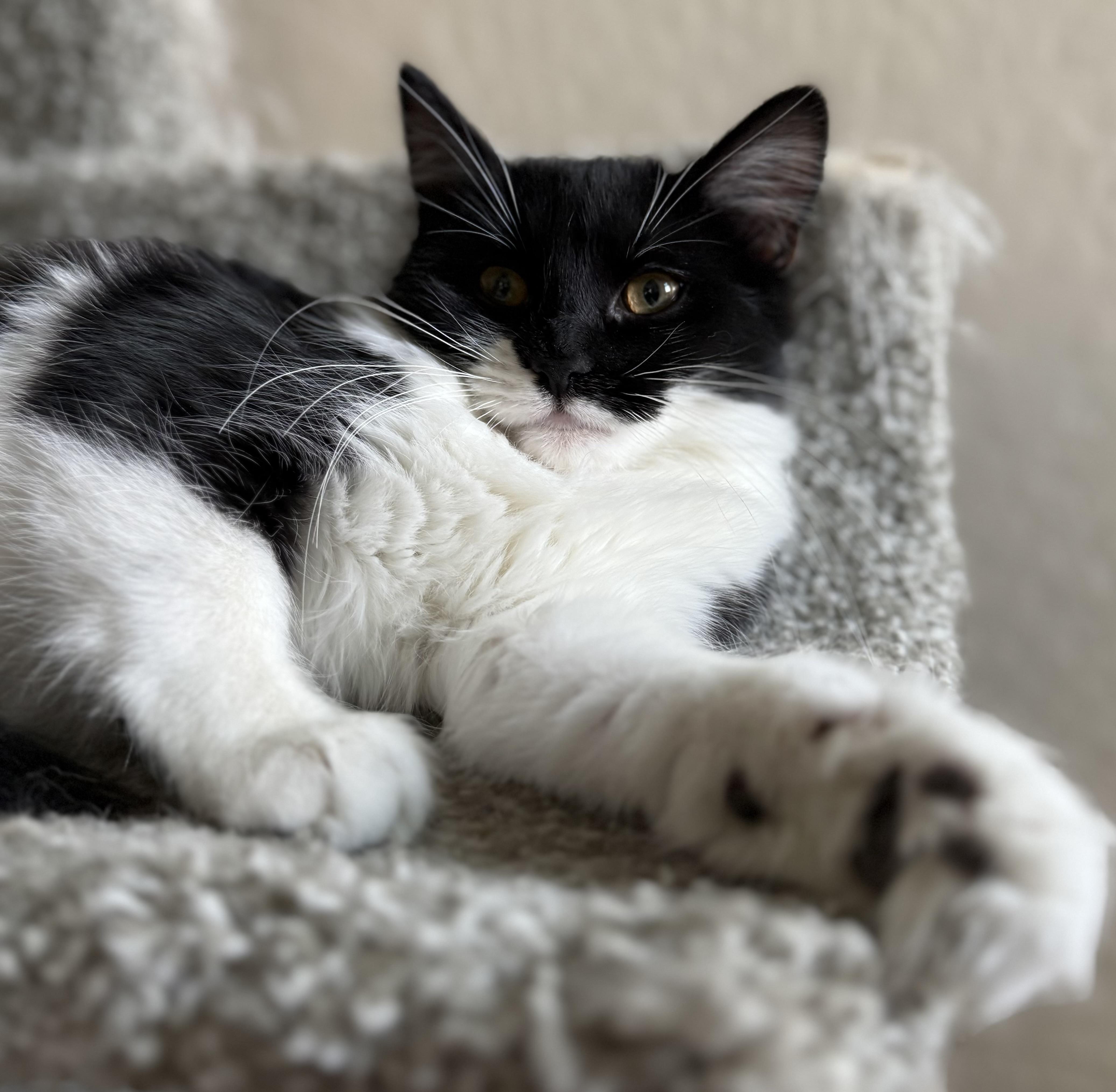 Enlarge Poppy, a ADOPTABLE Domestic Medium Hair in queen creek, AZ image 5/5