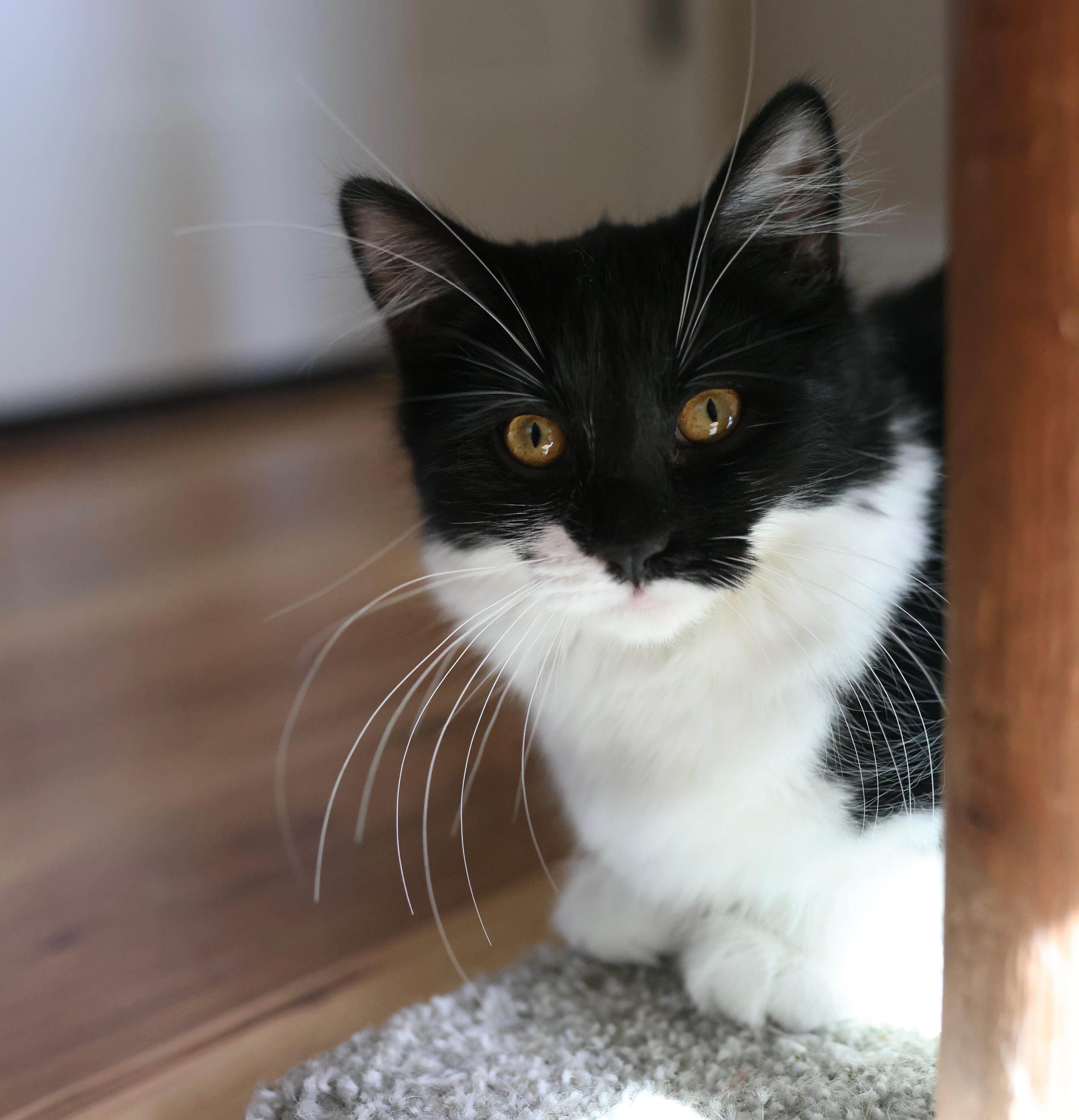 Enlarge Poppy, a ADOPTABLE Domestic Medium Hair in queen creek, AZ image 4/5