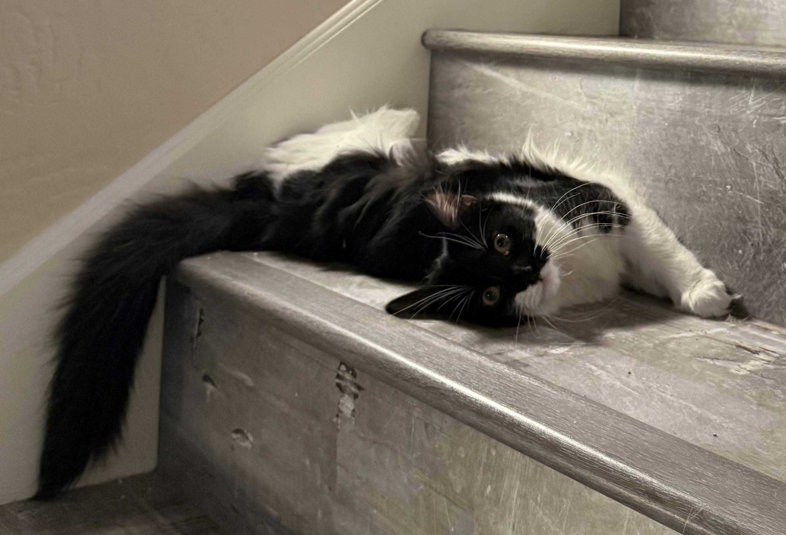 Enlarge Poppy, a ADOPTABLE Domestic Medium Hair in queen creek, AZ image 3/5