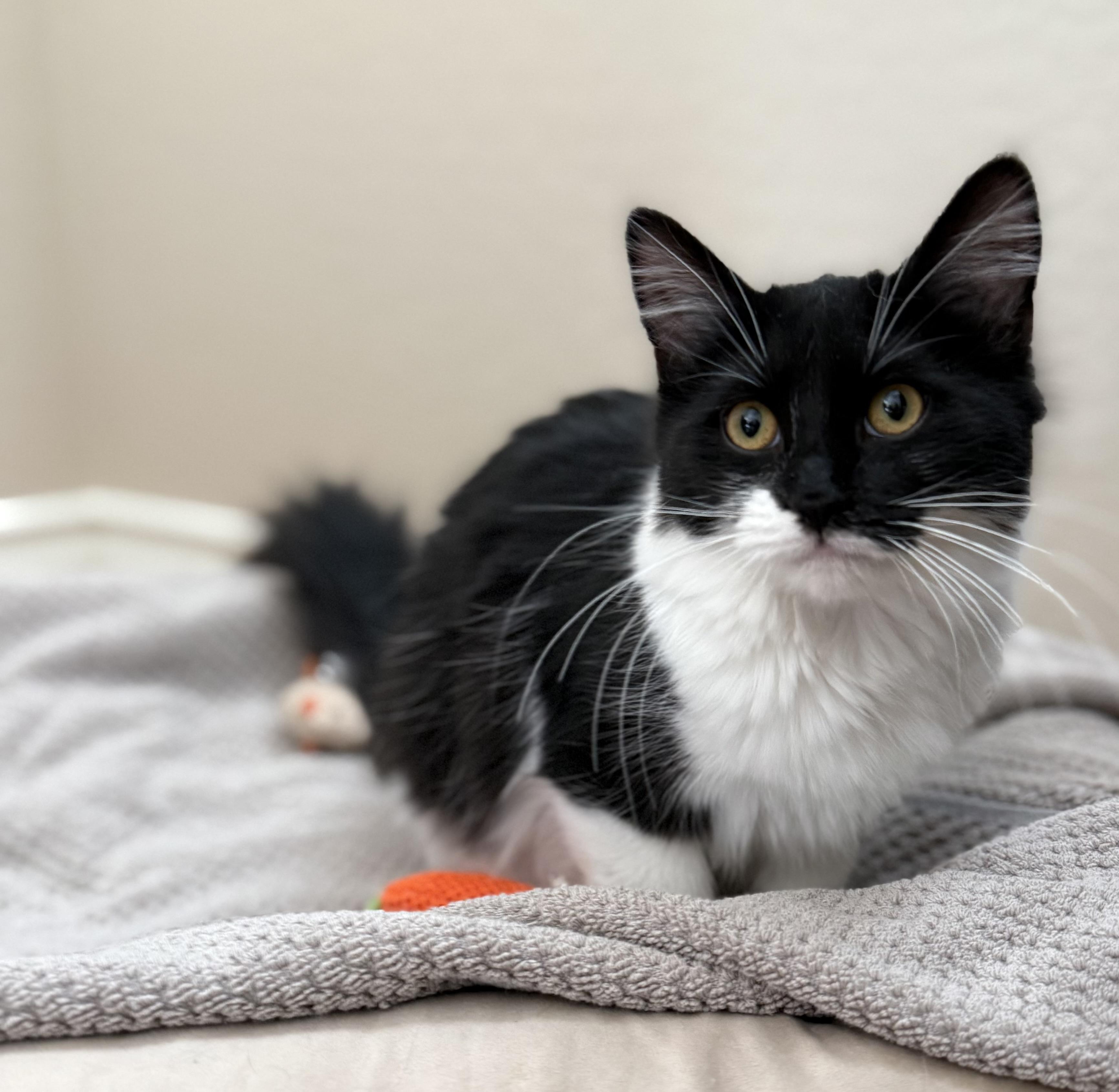 Poppy, ADOPTABLE, Young Female Domestic Medium Hair.