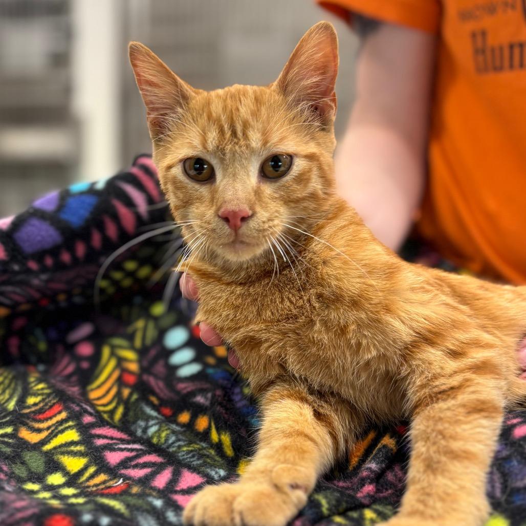 Enlarge Dinkley, a Adoptable Domestic Short Hair in Nashville, IN image 1/1