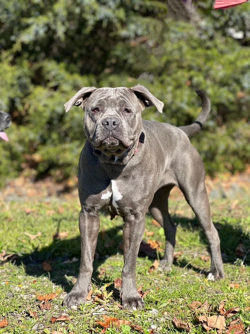 Dog for adoption Penny, a Cane Corso & Pit Bull Terrier Mix in