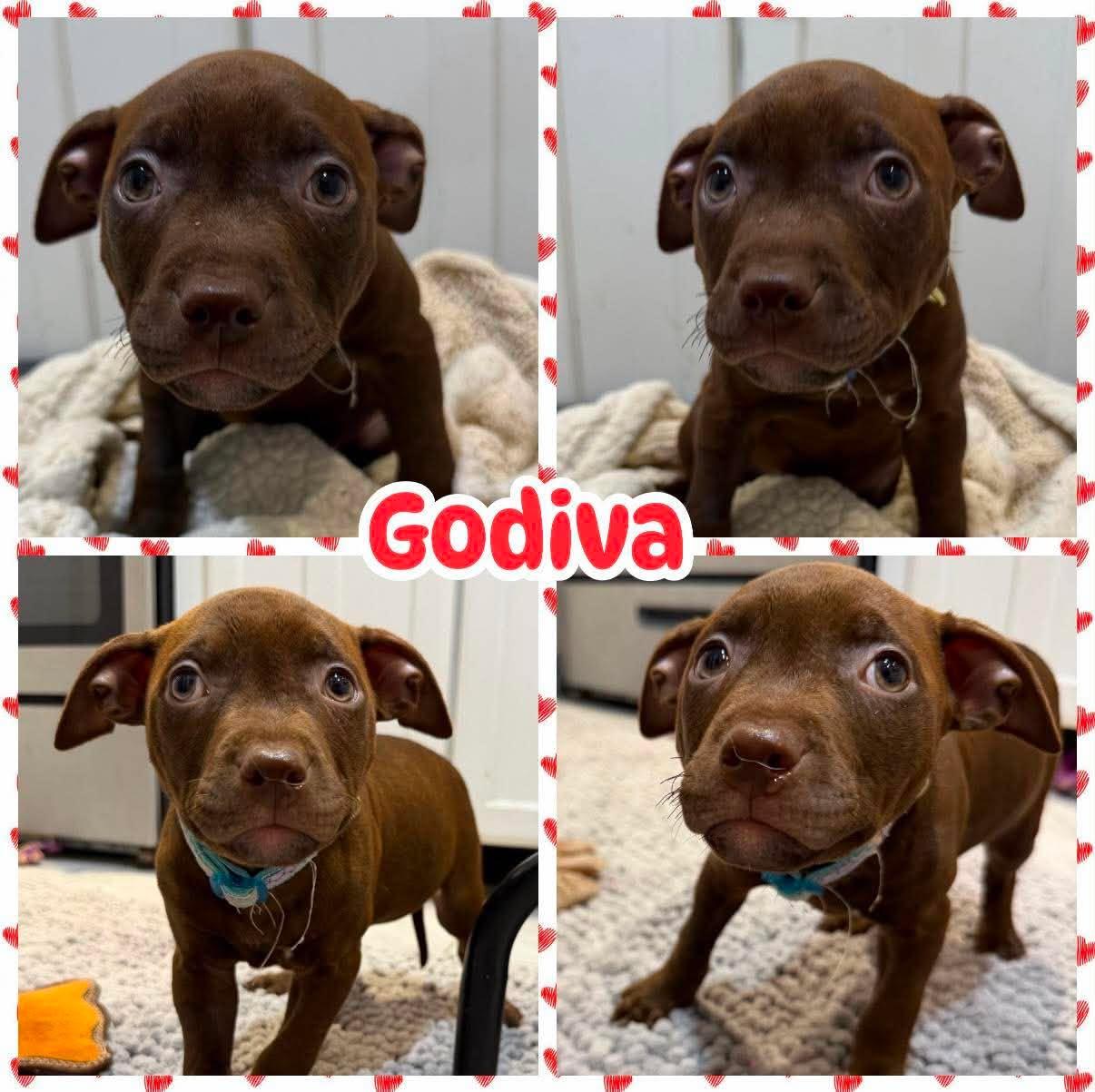 Godiva, Adopted, Puppy Female Labrador Retriever & Pit Bull Terrier.