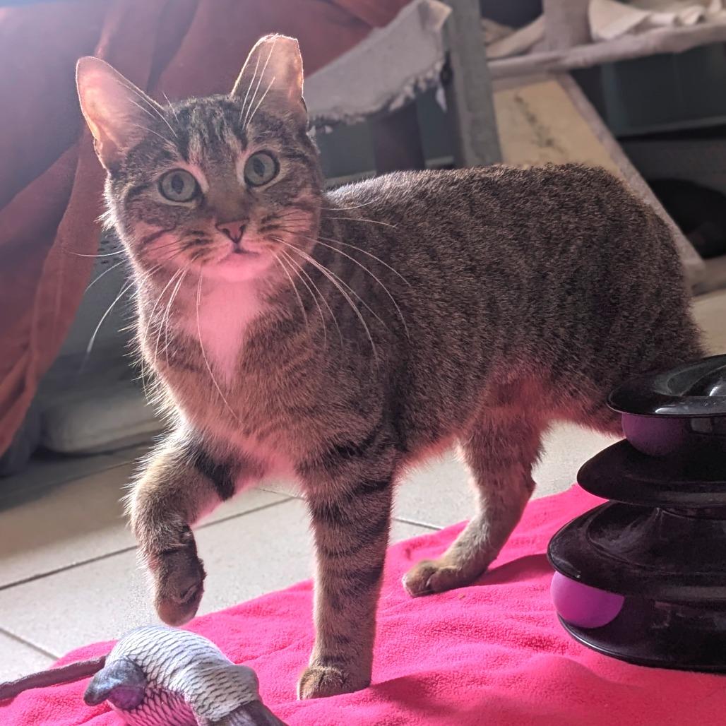 Enlarge Cirie, a Adoptable Domestic Short Hair in Providence, RI image 1/6