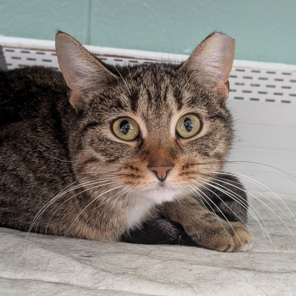 Enlarge Cirie, a Adoptable Domestic Short Hair in Providence, RI image 2/6