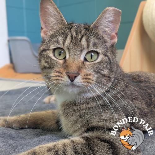 Enlarge Cirie, a Adoptable Domestic Short Hair in Providence, RI image 3/6