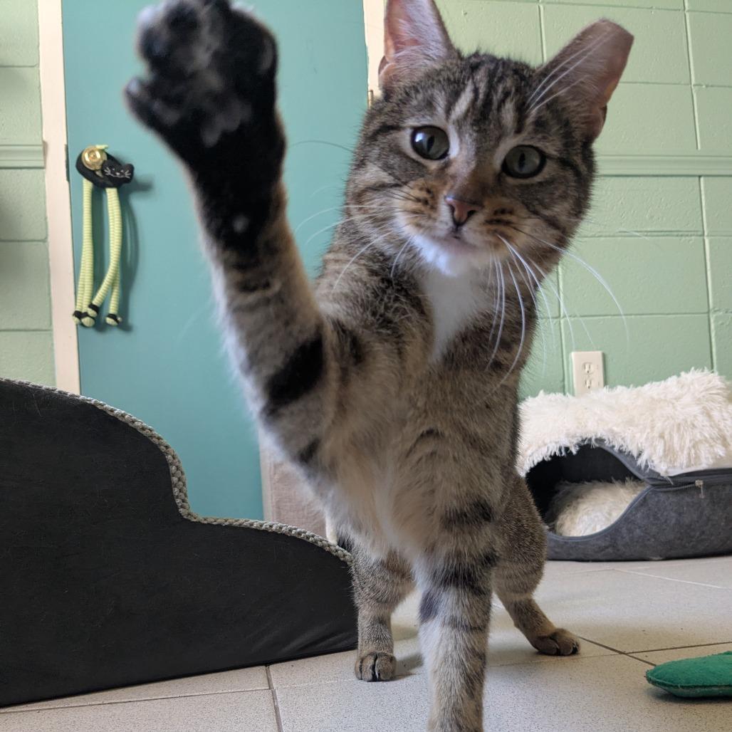 Cirie, a Adoptable Domestic Short Hair in Providence, RI image 3/6