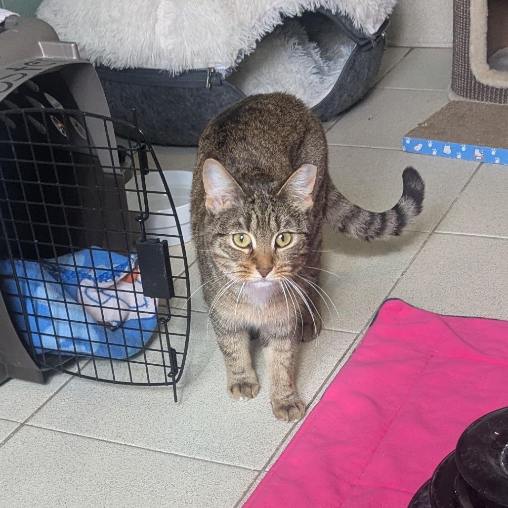 Enlarge Cirie, a Adoptable Domestic Short Hair in Providence, RI image 3/6