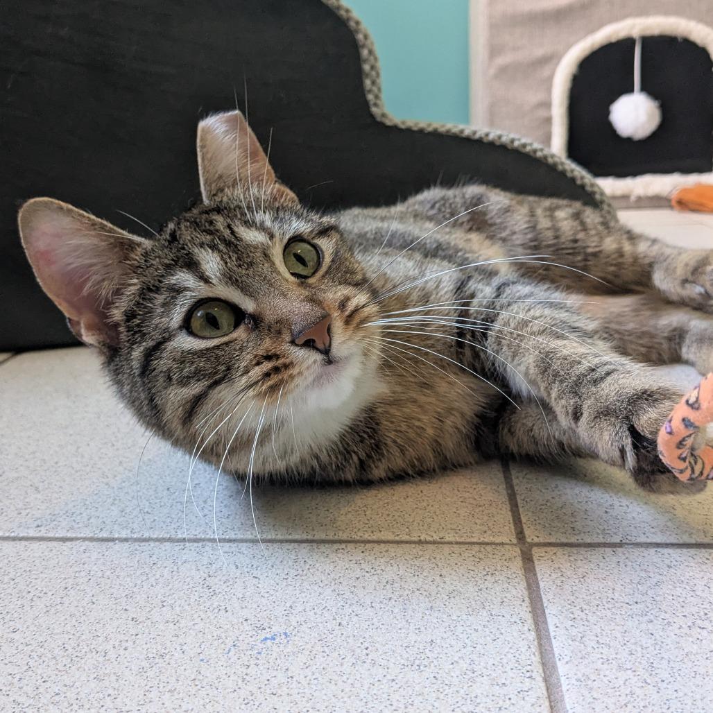 Cirie, a Adoptable Domestic Short Hair in Providence, RI image 4/6