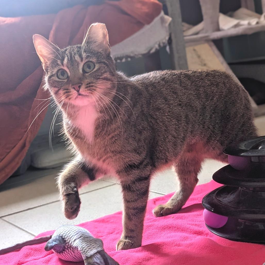 Enlarge Cirie, a Adoptable Domestic Short Hair in Providence, RI image 4/6