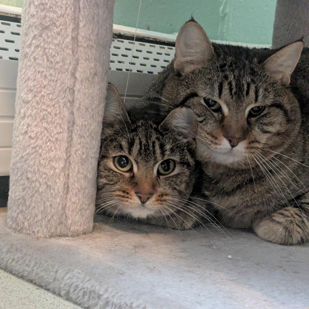 Enlarge Cirie, a Adoptable Domestic Short Hair in Providence, RI image 5/6