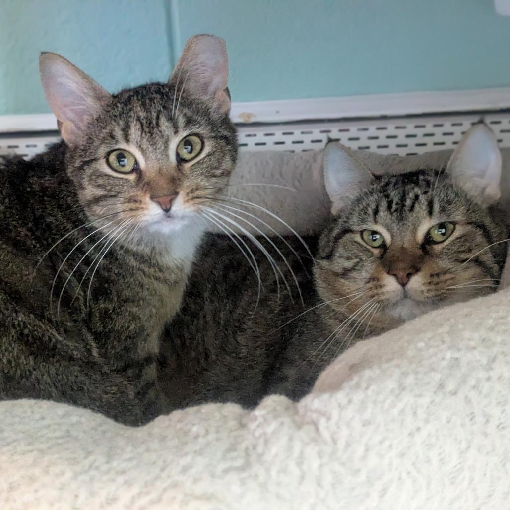 Cirie, a Adoptable Domestic Short Hair in Providence, RI image 5/6
