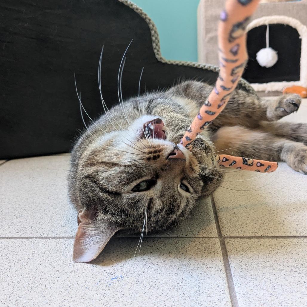 Cirie, a Adoptable Domestic Short Hair in Providence, RI image 6/6