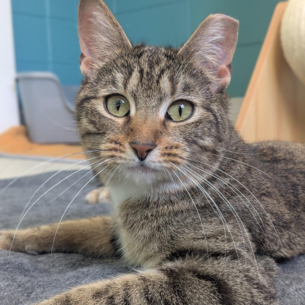 Enlarge Cirie, a Adoptable Domestic Short Hair in Providence, RI image 6/6