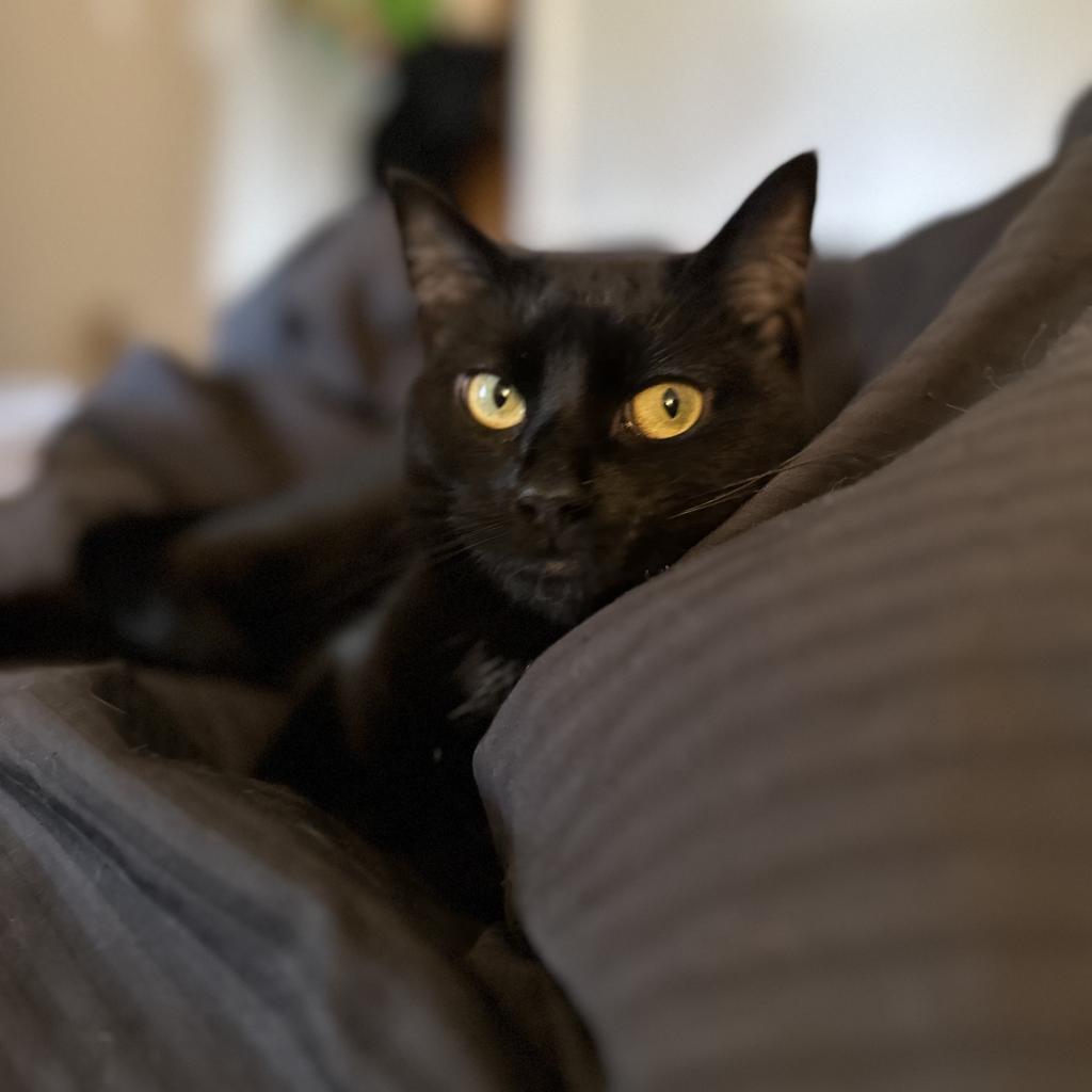 Wednesday, Adoptable, Adult Female Domestic Short Hair.