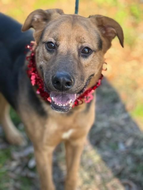 Roscoe — thumbnail 4