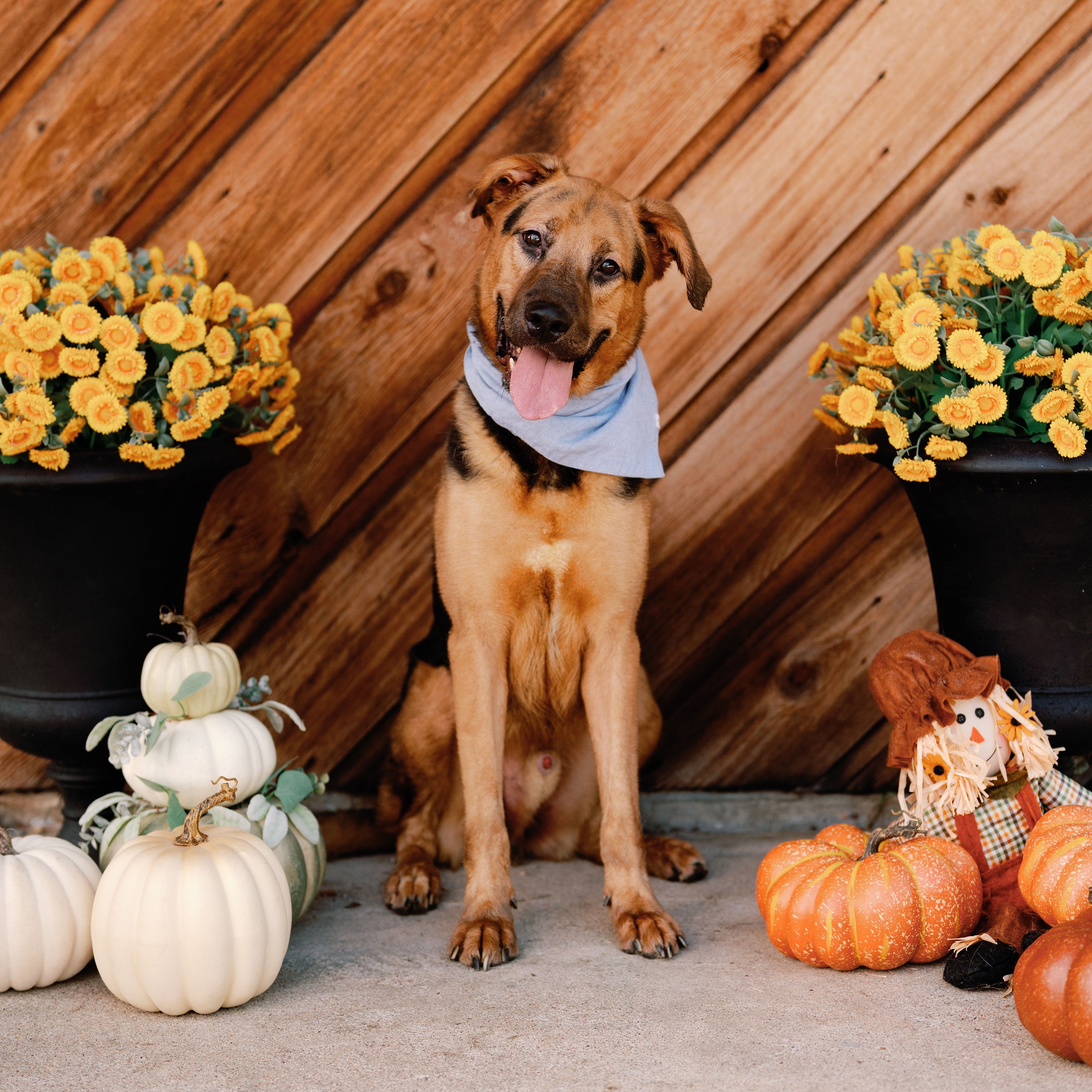 Roscoe — thumbnail 6