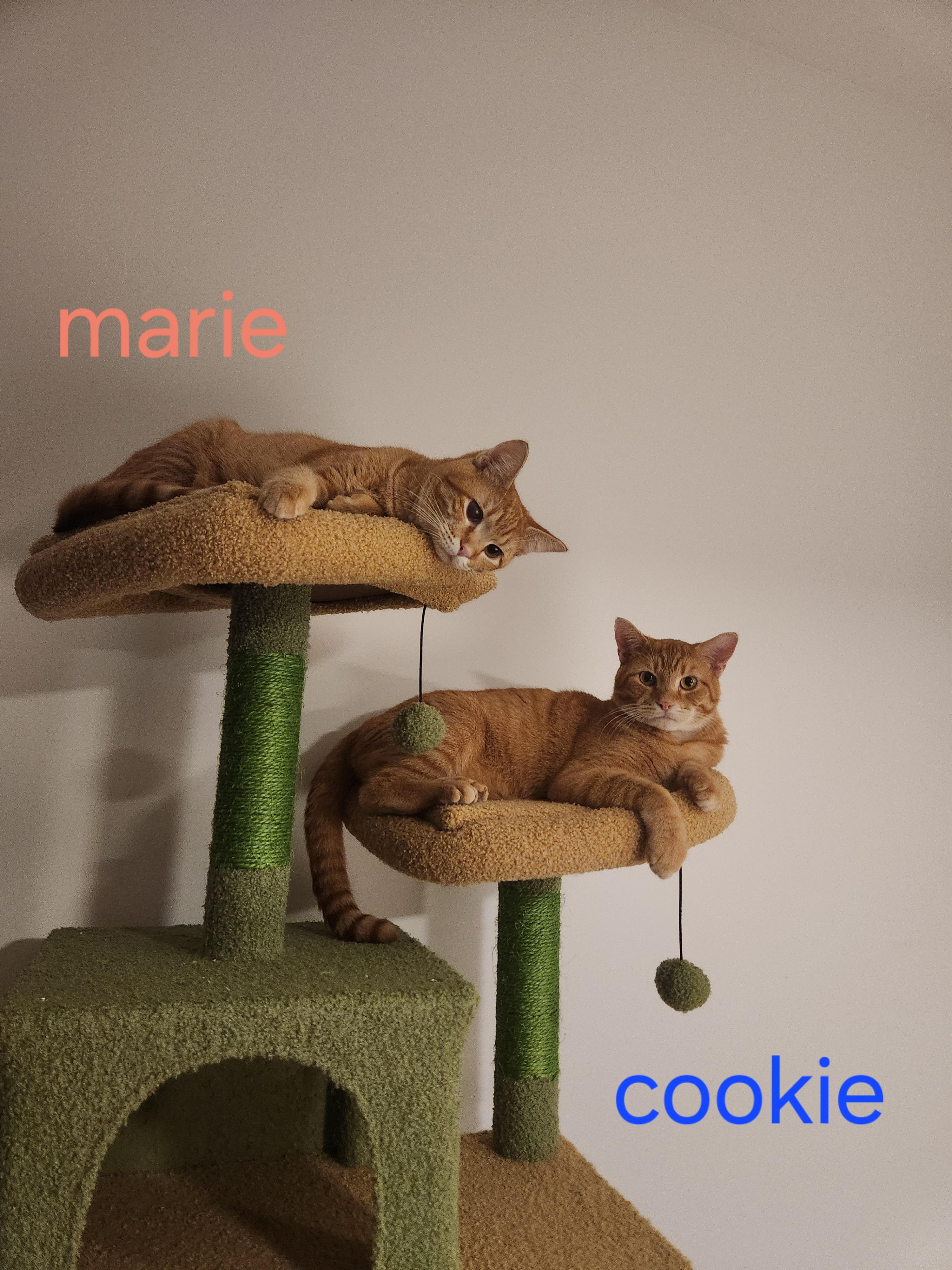 Cookie & Marie, ADOPTABLE, Young Male Domestic Short Hair.