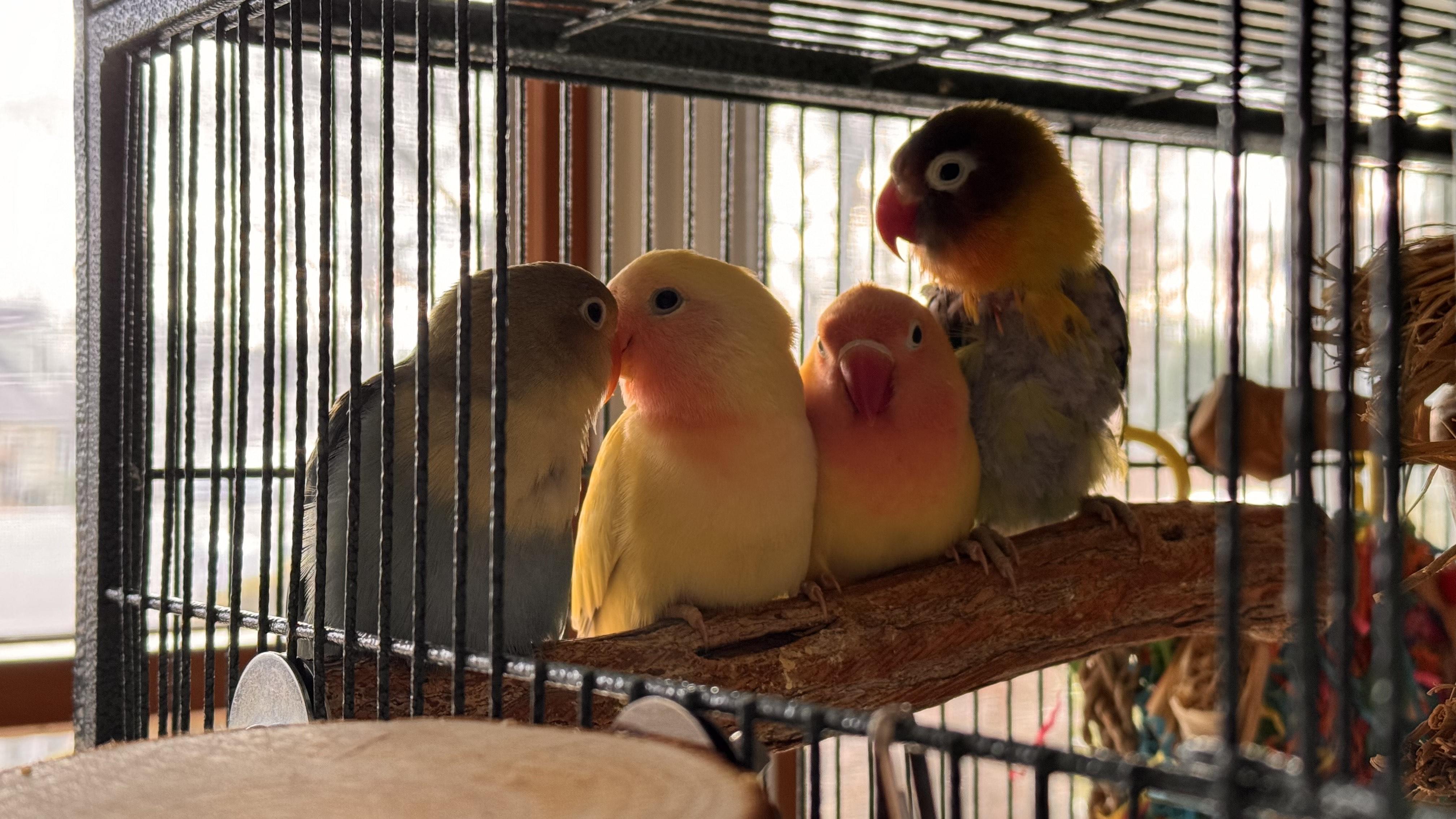 Lovebirds 2