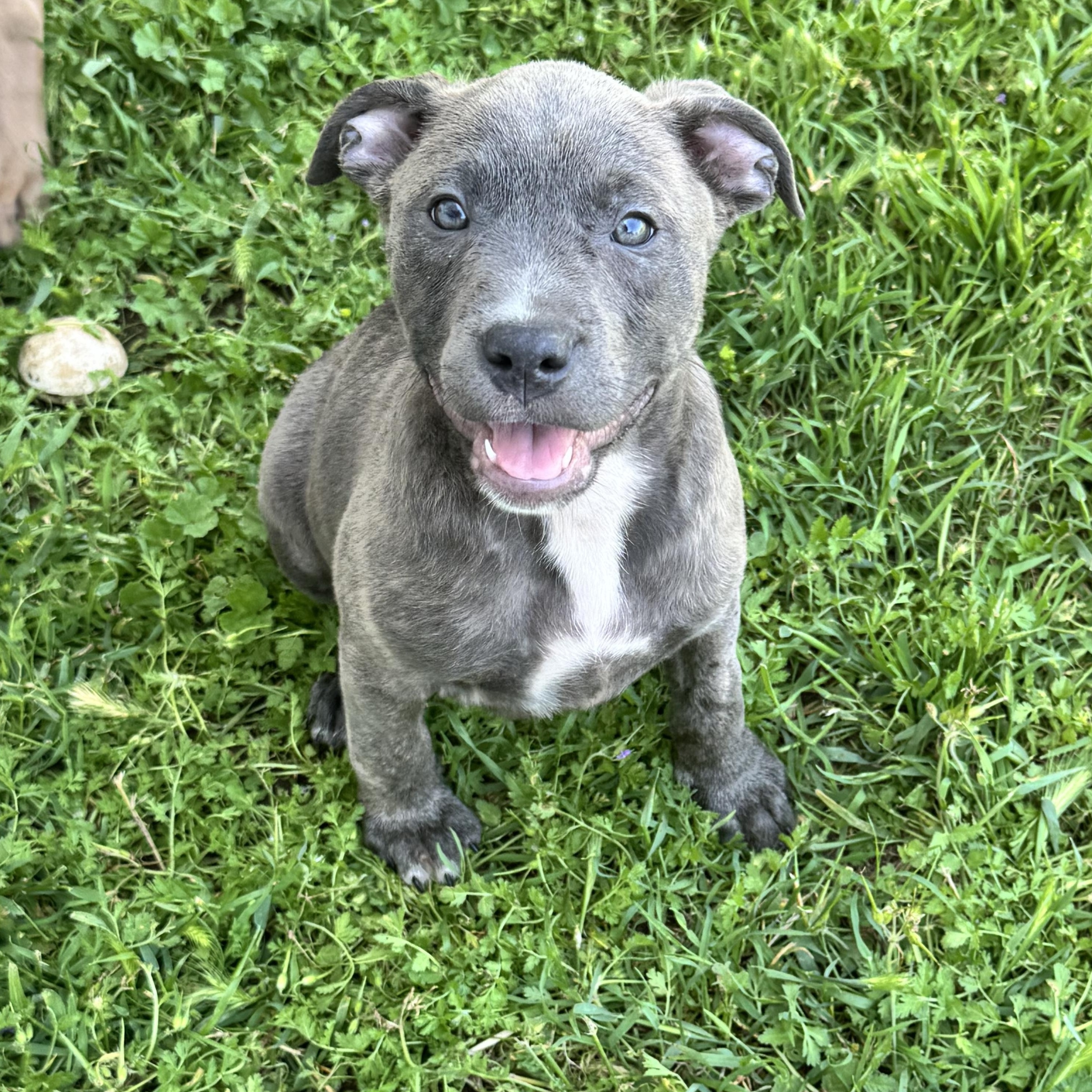 Chloe, ADOPTABLE, Puppy Female Pit Bull Terrier.