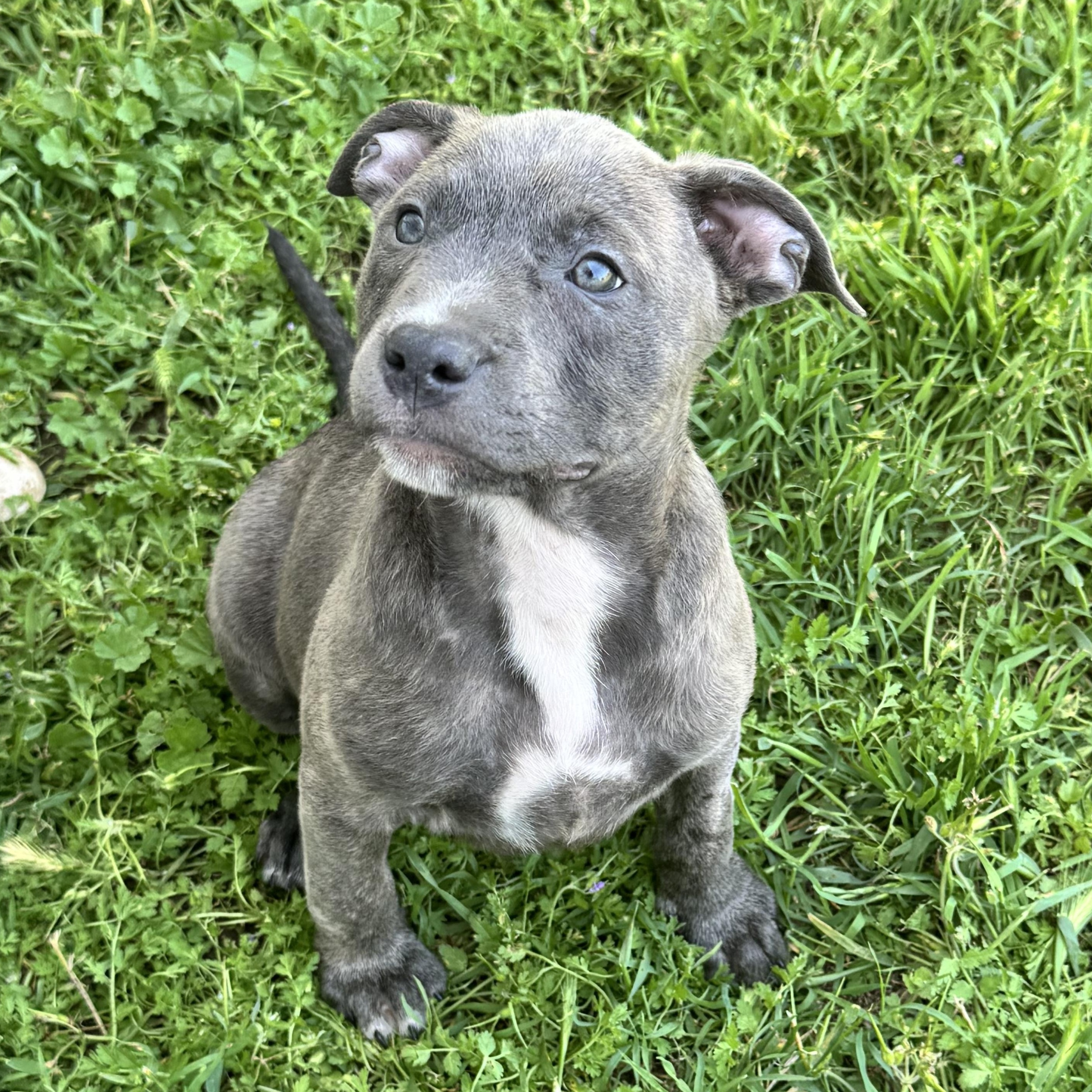 Chloe, a ADOPTABLE mixed breed in Lincoln, CA image 2/2